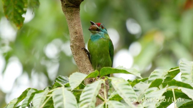 Blue-throated Barbet (Blue-crowned) - ML201501651