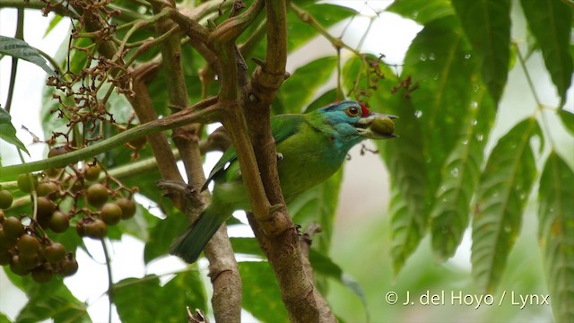 Blue-throated Barbet (Blue-crowned) - ML201501661