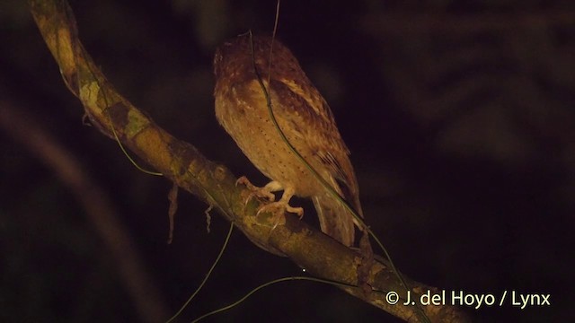 White-fronted Scops-Owl - ML201501831