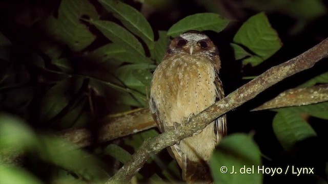 White-fronted Scops-Owl - ML201501841