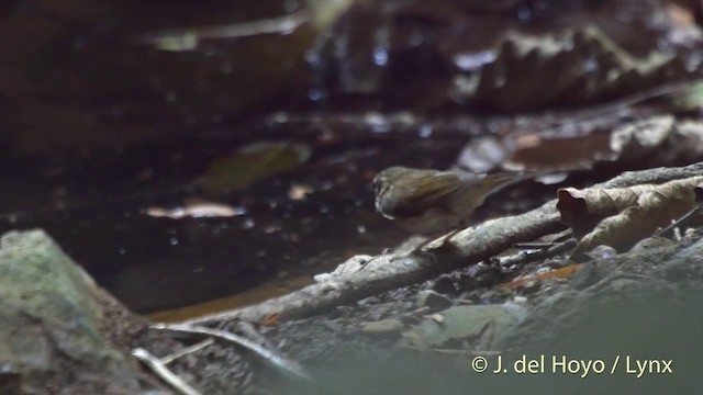 Pale-legged Leaf Warbler - ML201501891