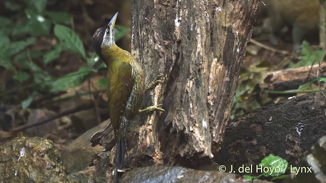 Streak-breasted Woodpecker - ML201501911