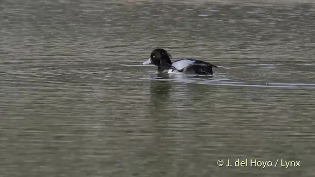 Tufted Duck - ML201502091