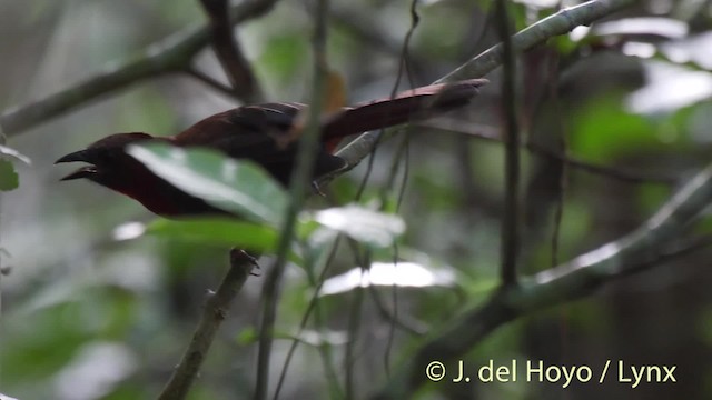 Red-throated Ant-Tanager (Red-throated) - ML201502191
