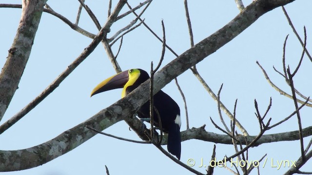 Yellow-throated Toucan (Chestnut-mandibled) - ML201502291