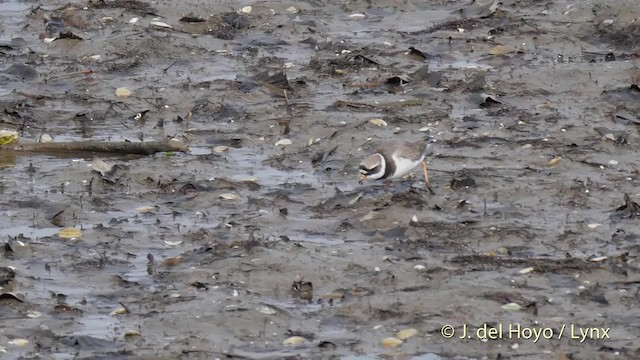 Common Ringed Plover - ML201502491
