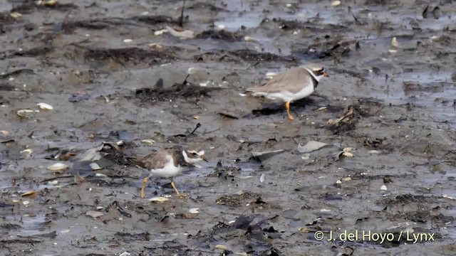 Common Ringed Plover - ML201502501