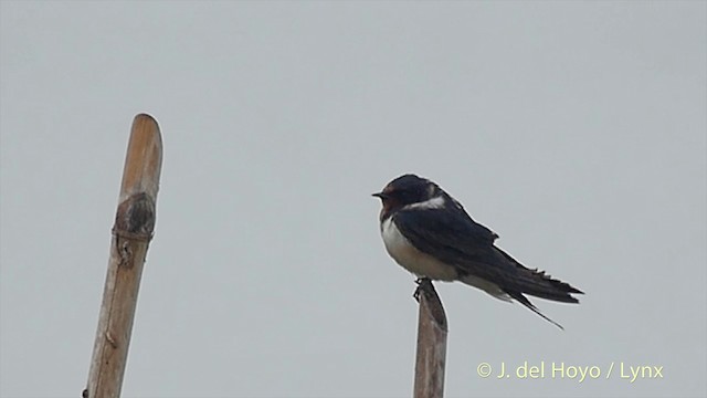 Barn Swallow - ML201502541