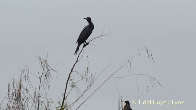 Indian Cormorant - ML201502591