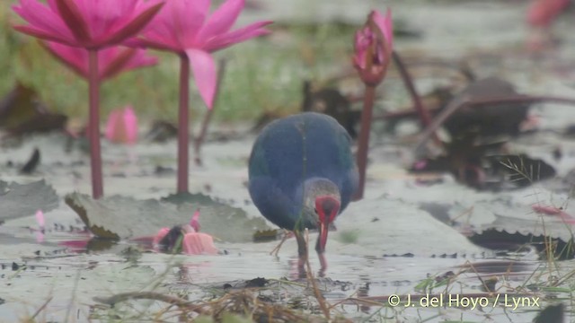  - Gray-headed Swamphen