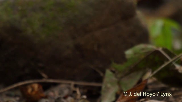 Puff-throated Babbler - ML201502881