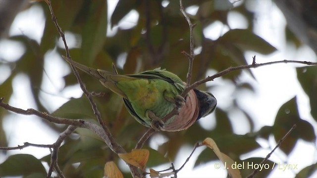 Gül Göğüslü Yeşil Papağan - ML201502901