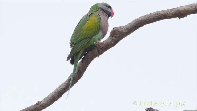 Gül Göğüslü Yeşil Papağan - ML201502911