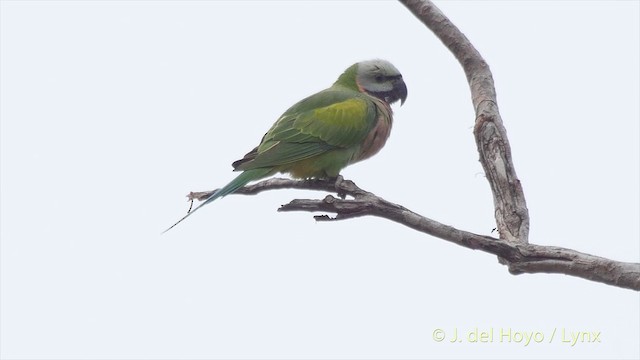 Gül Göğüslü Yeşil Papağan - ML201502921