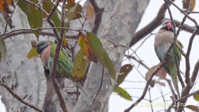 Red-breasted Parakeet - ML201502931