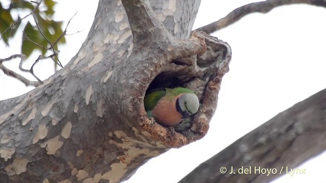 Red-breasted Parakeet - ML201502941