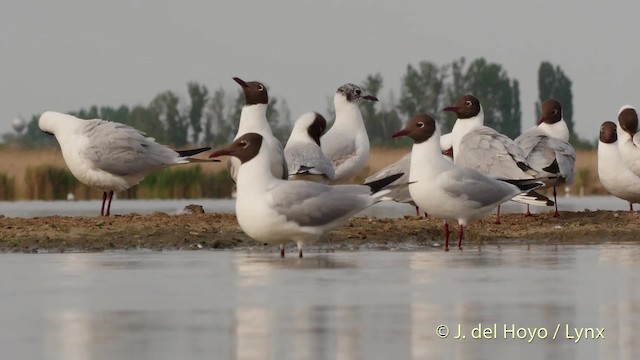  - Black-headed Gull