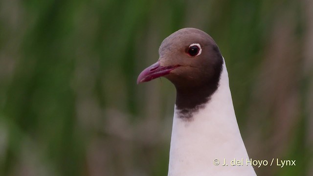 Black-headed Gull - ML201503151