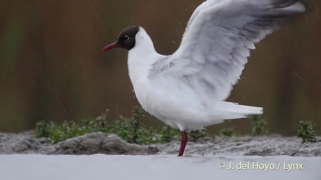 Mouette rieuse - ML201503201