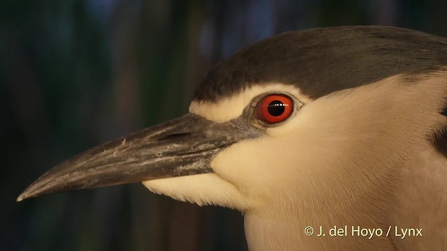 Black-crowned Night Heron (Eurasian) - ML201503411