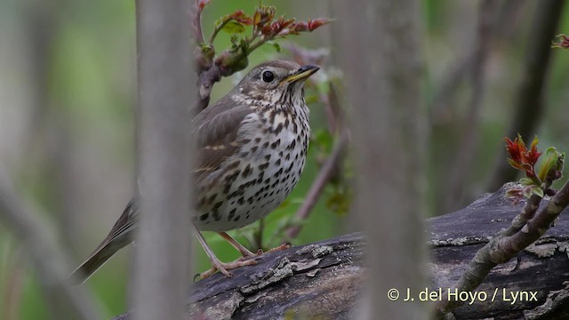 Song Thrush - ML201503561