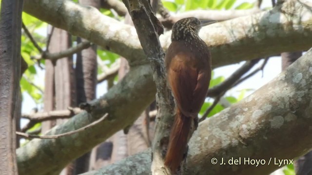 Trepatroncos Cacao (grupo nana) - ML201503581