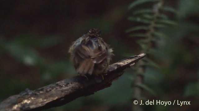 Gray-throated Babbler - ML201504081