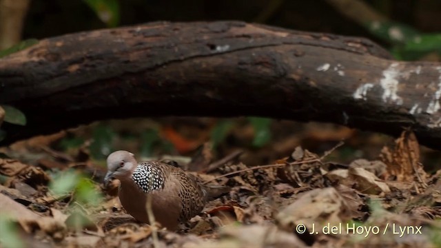 珠頸斑鳩(chinensis/tigrina) - ML201504091