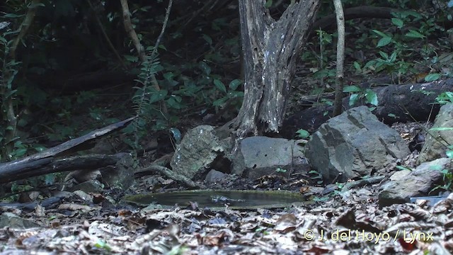 Индокитайская райская мухоловка [группа affinis] - ML201504131