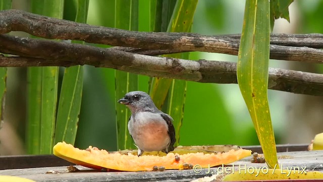 Plain-colored Tanager - ML201504651