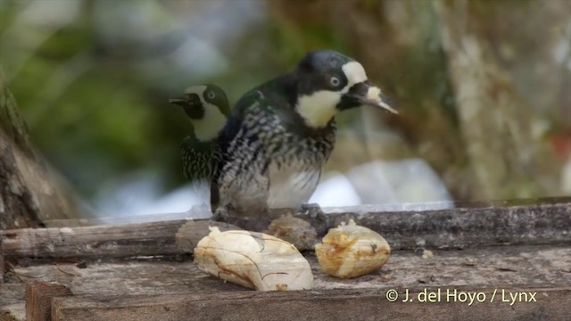 Acorn Woodpecker (Acorn) - ML201504811