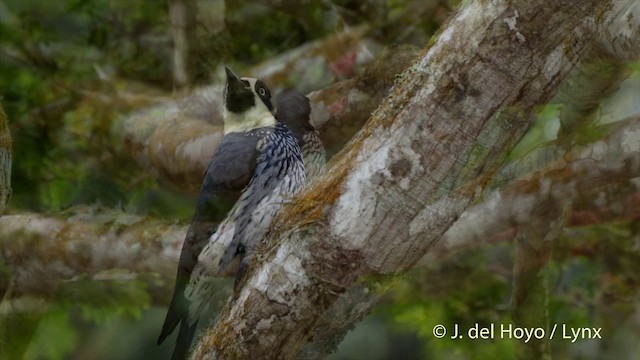 Acorn Woodpecker (Acorn) - ML201504831