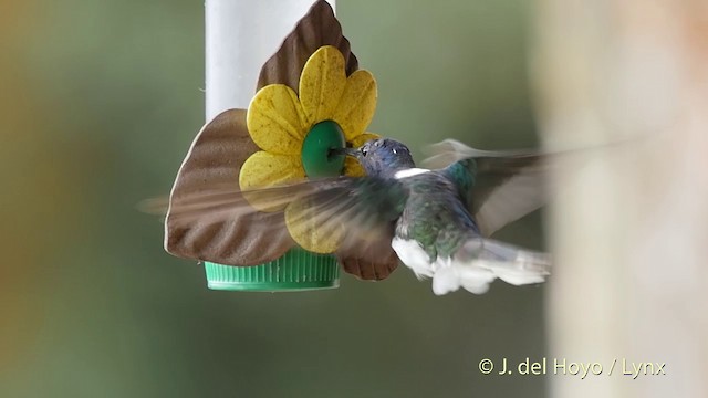 kolibřík bělokrký - ML201504951