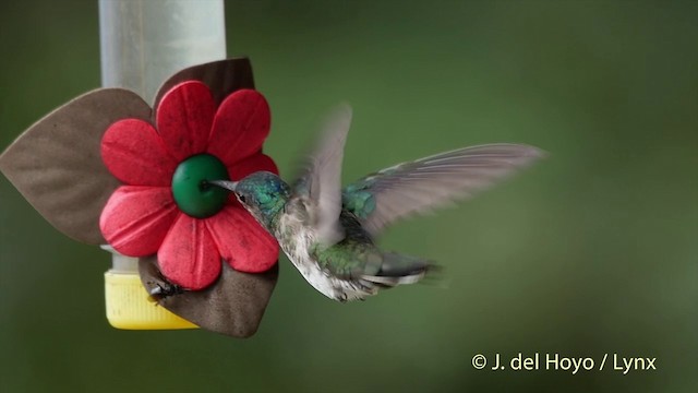kolibřík bělokrký - ML201504961