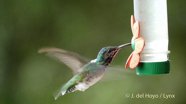 kolibřík bělokrký - ML201504971