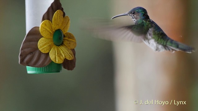 kolibřík bělokrký - ML201504981