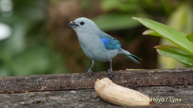 Blue-gray Tanager (Blue-gray) - ML201505121