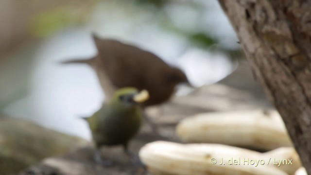 Palm Tanager - ML201505131