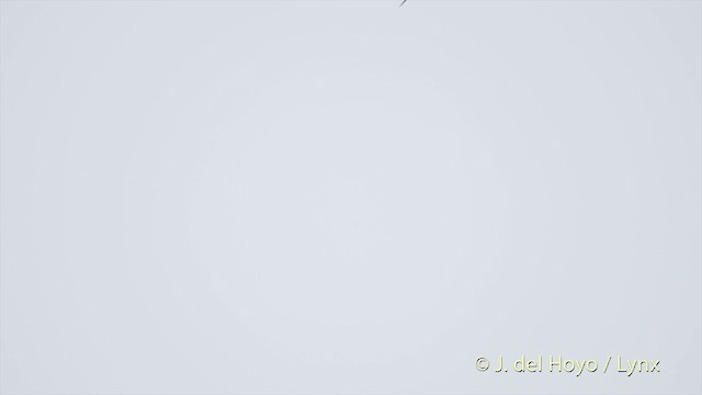 rorýs bělokrký - ML201505141