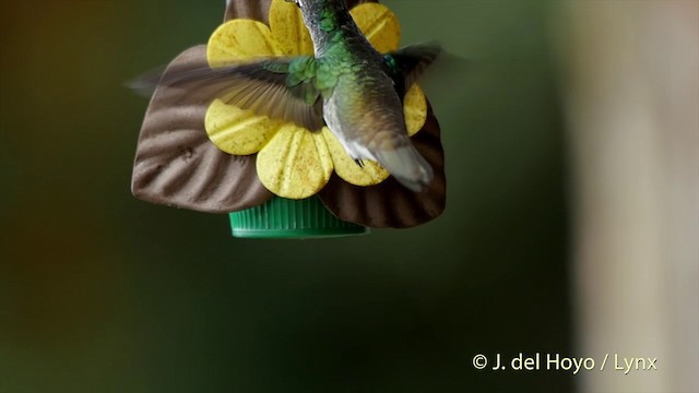kolibřík andský - ML201505201