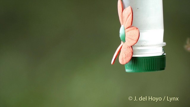 kolibřík andský - ML201505211