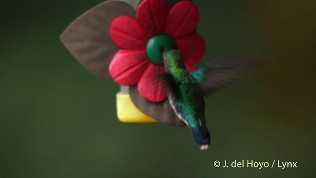 kolibřík vidloocasý [skupina fannyae] - ML201505251