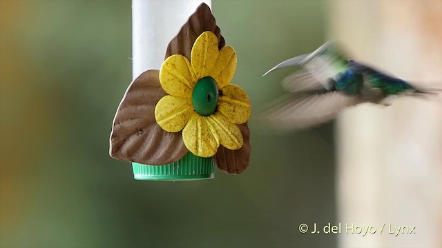 kolibřík vidloocasý [skupina fannyae] - ML201505261