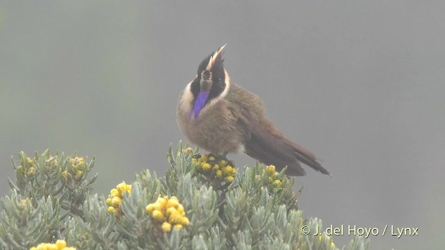 kolibřík tolimský - ML201505461