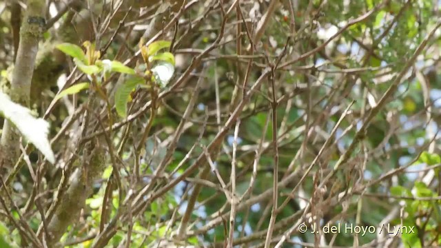 Black-crested Warbler - ML201505551