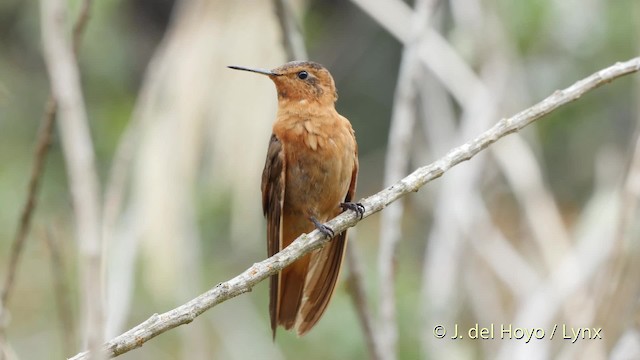 kolibřík duhovohřbetý - ML201505561