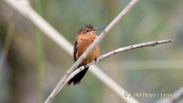 kolibřík duhovohřbetý - ML201505571