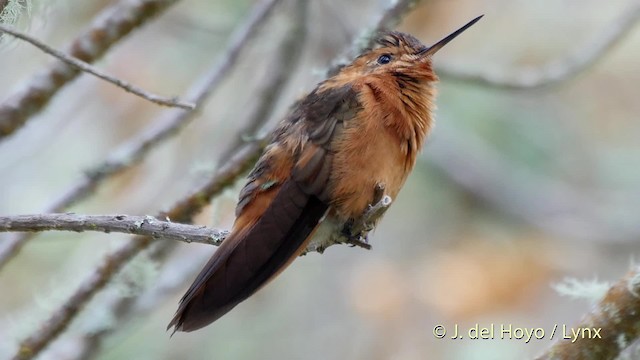 kolibřík duhovohřbetý - ML201505581