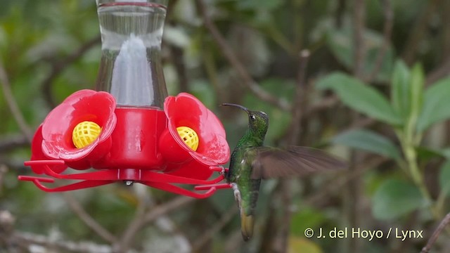 kolibřík aksamitový - ML201505721