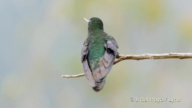 kolibřík modrokřídlý - ML201505751